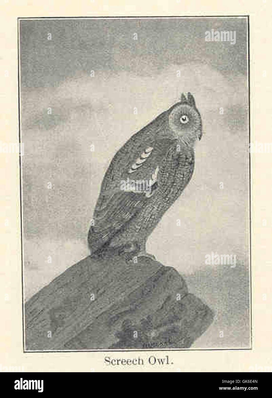 The screech owl (Megascops asio) is a small nocturnal owl native to ...