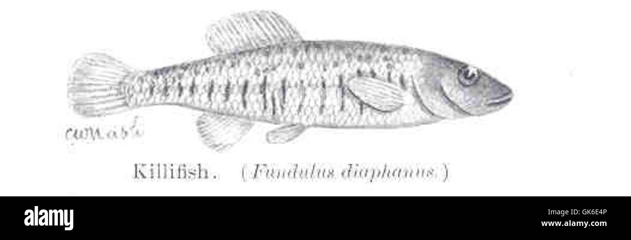 35999 Killifish (Fundulus diaphanus) Stock Photo