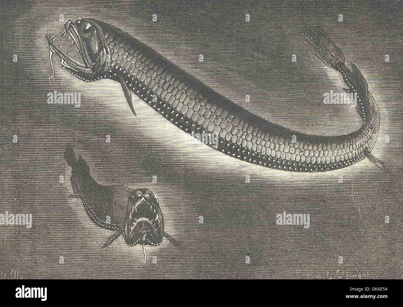 Filhol hi-res stock photography and images - Alamy