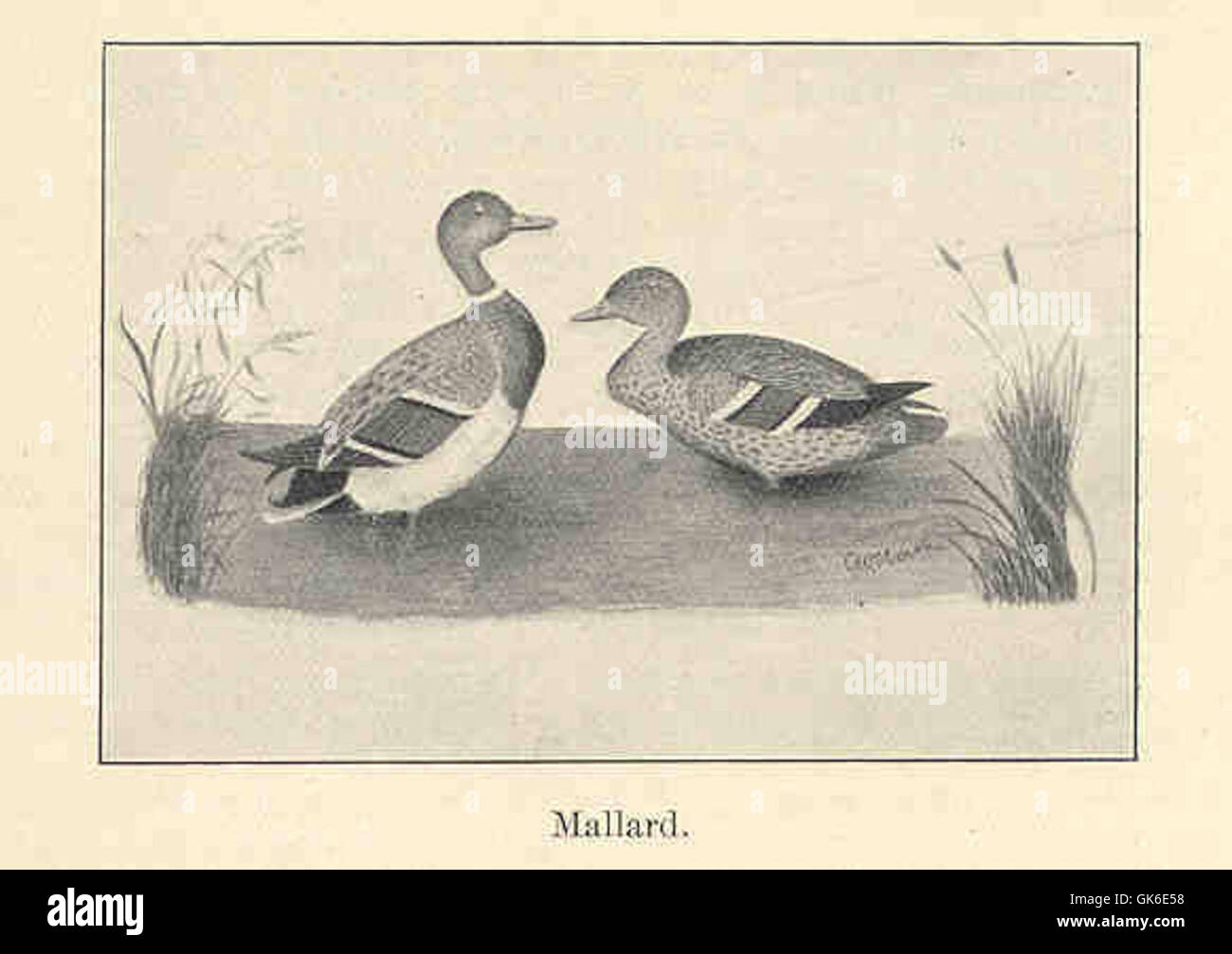 Map of mallard hires stock photography and images Alamy