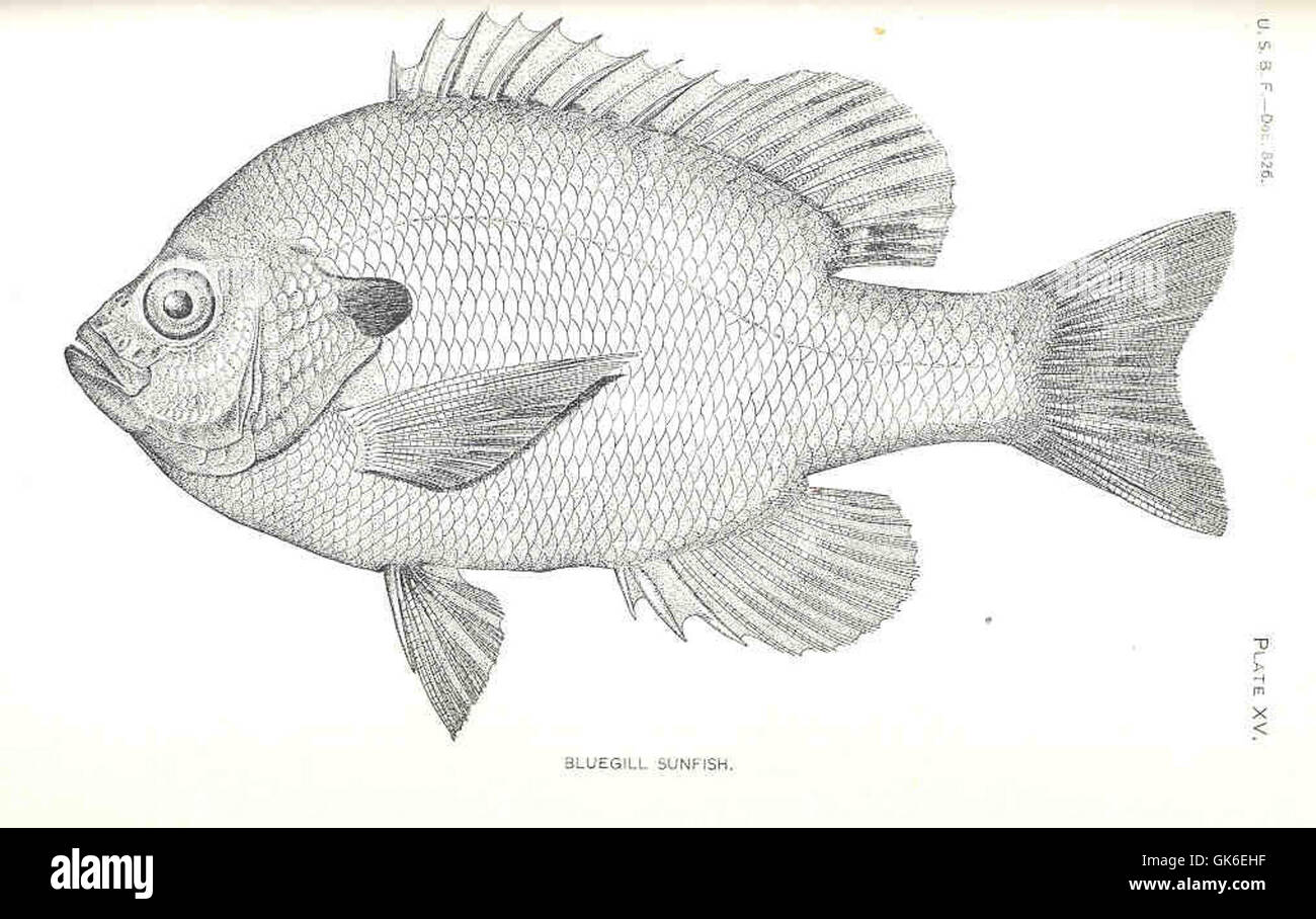 36299 Bluegill Sunfish Stock Photo - Alamy
