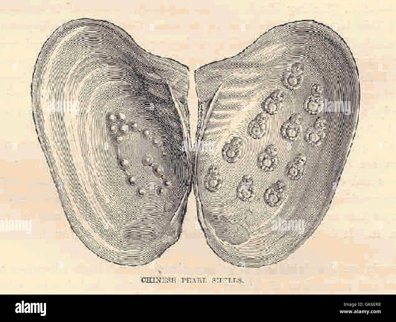 Lustrous shells hi-res stock photography and images - Alamy