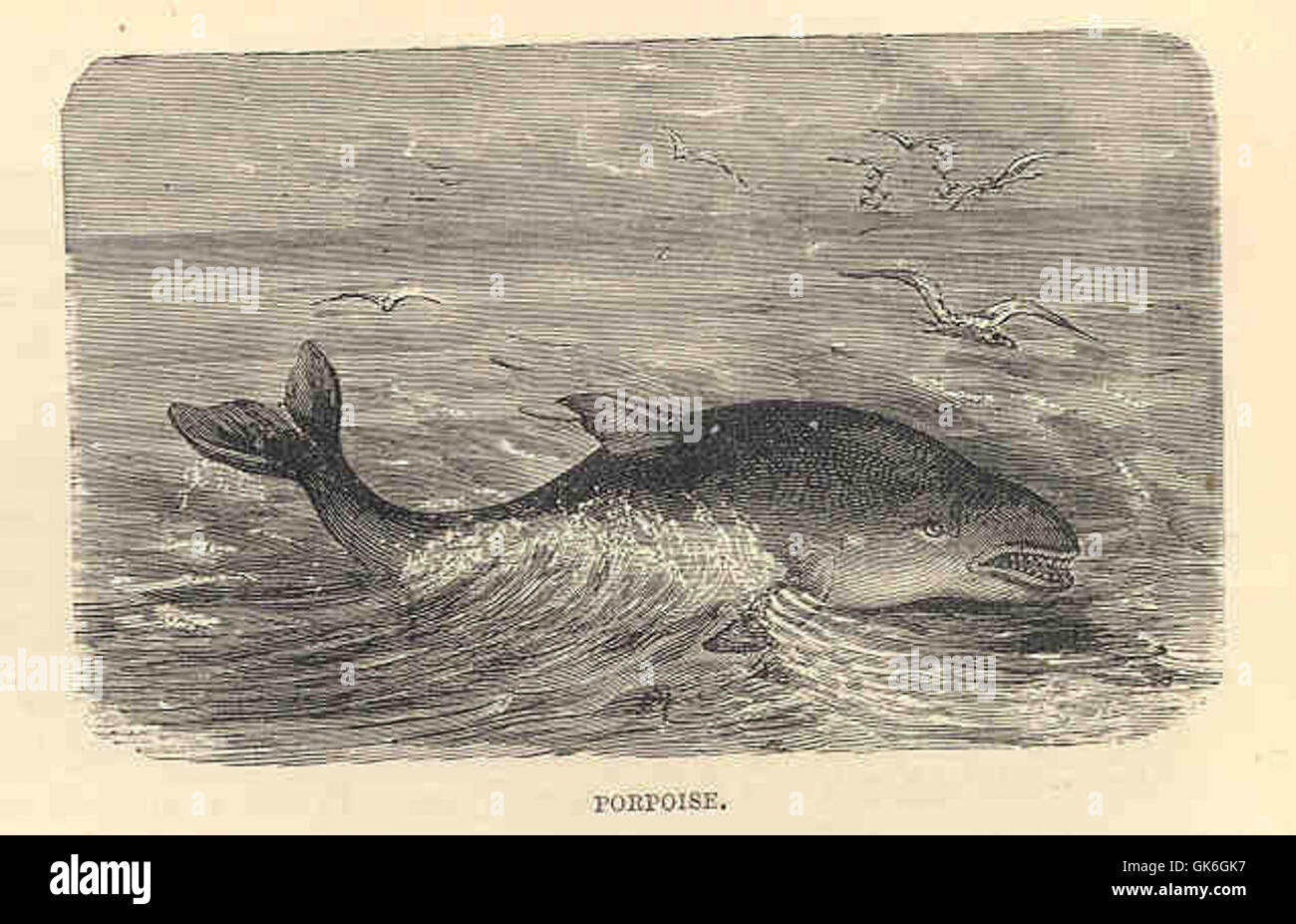 Porpoise drawing hi-res stock photography and images - Alamy