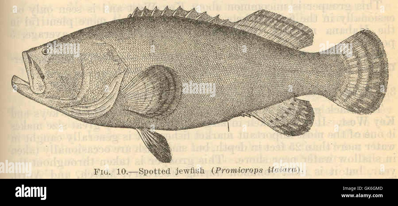 Spotted jewfish Clearance