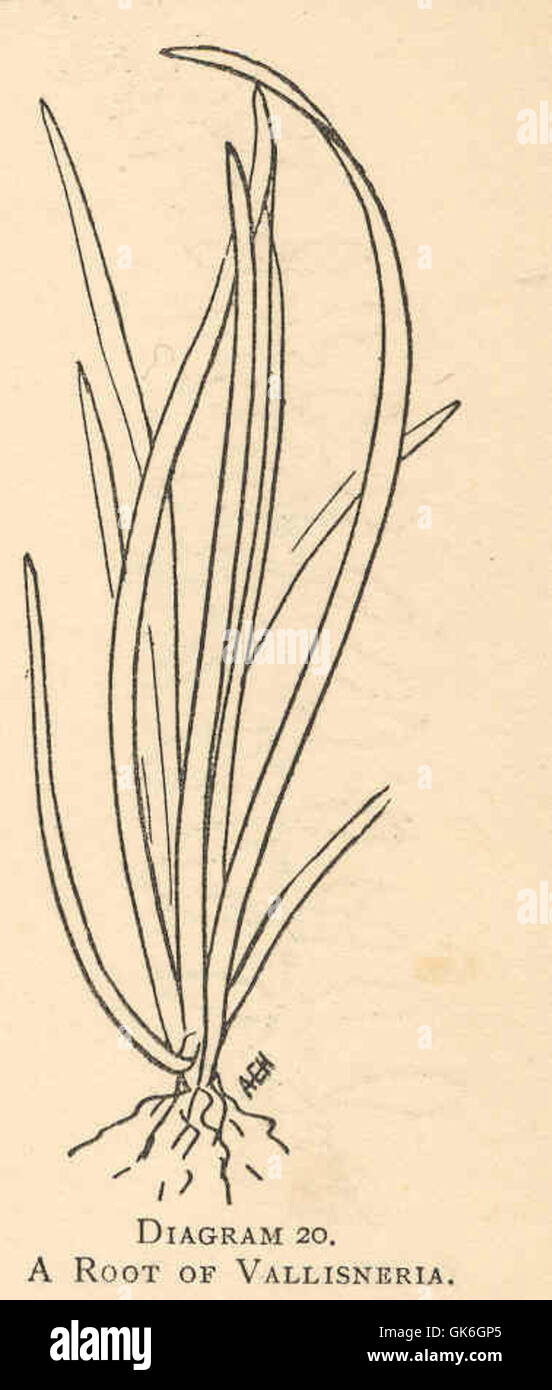 37719 Root of Vallisneria Stock Photo - Alamy