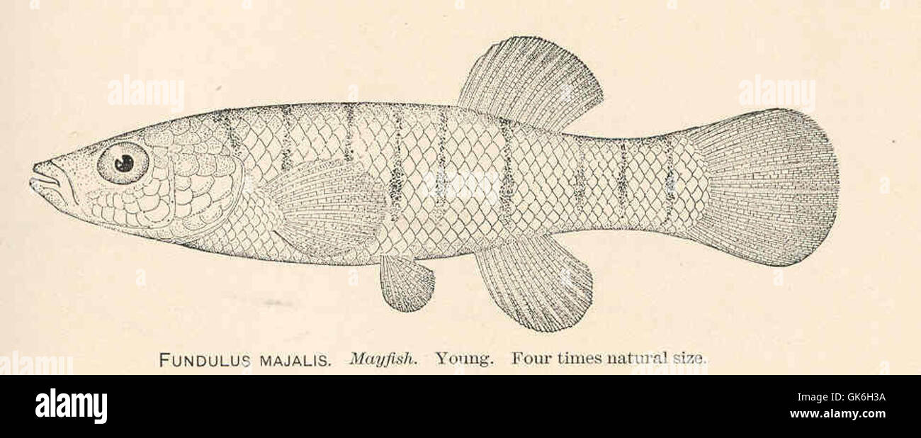 37933 Fundulus Majalis Mayfish Young Stock Photo