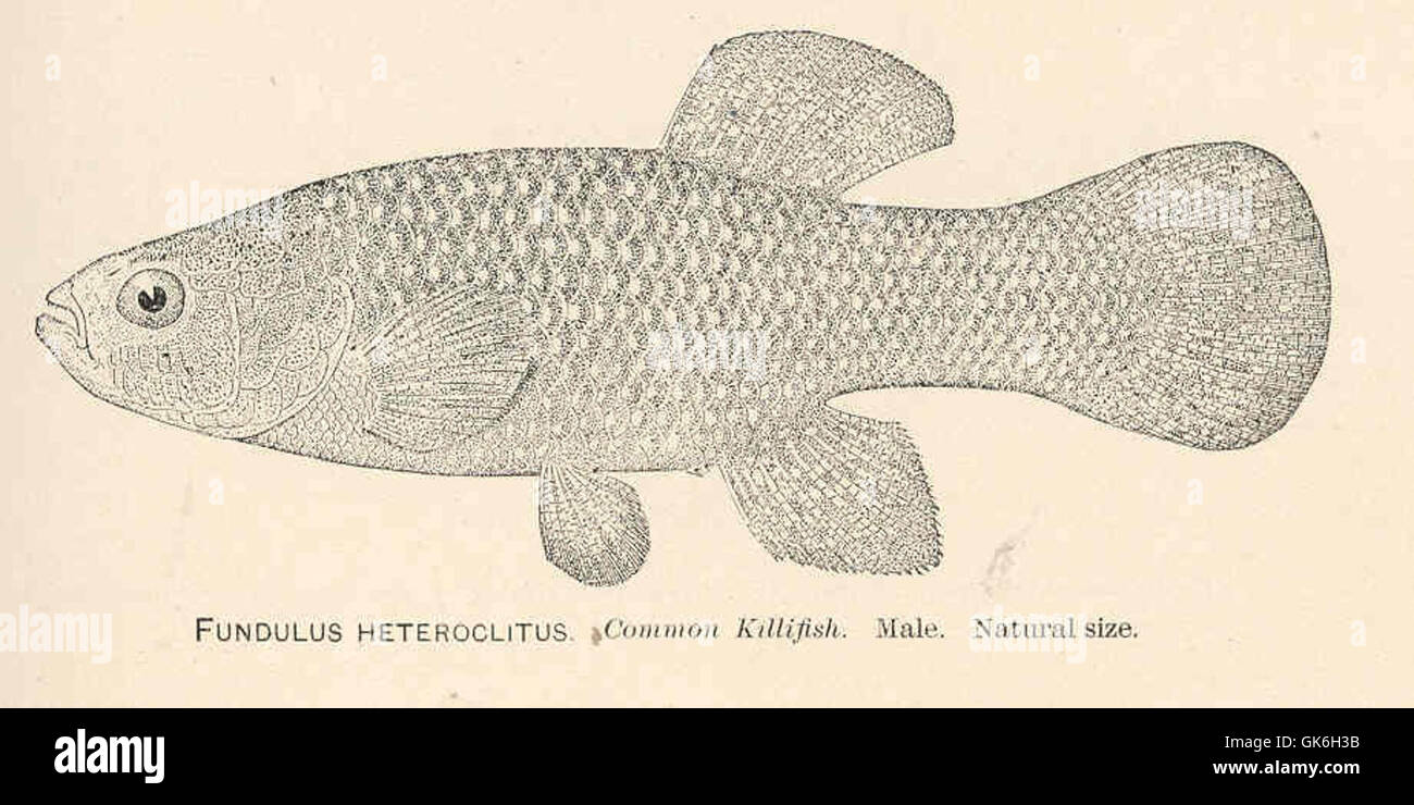 37934 Fundulus Heteroclitus Common Killfish Male Stock Photo
