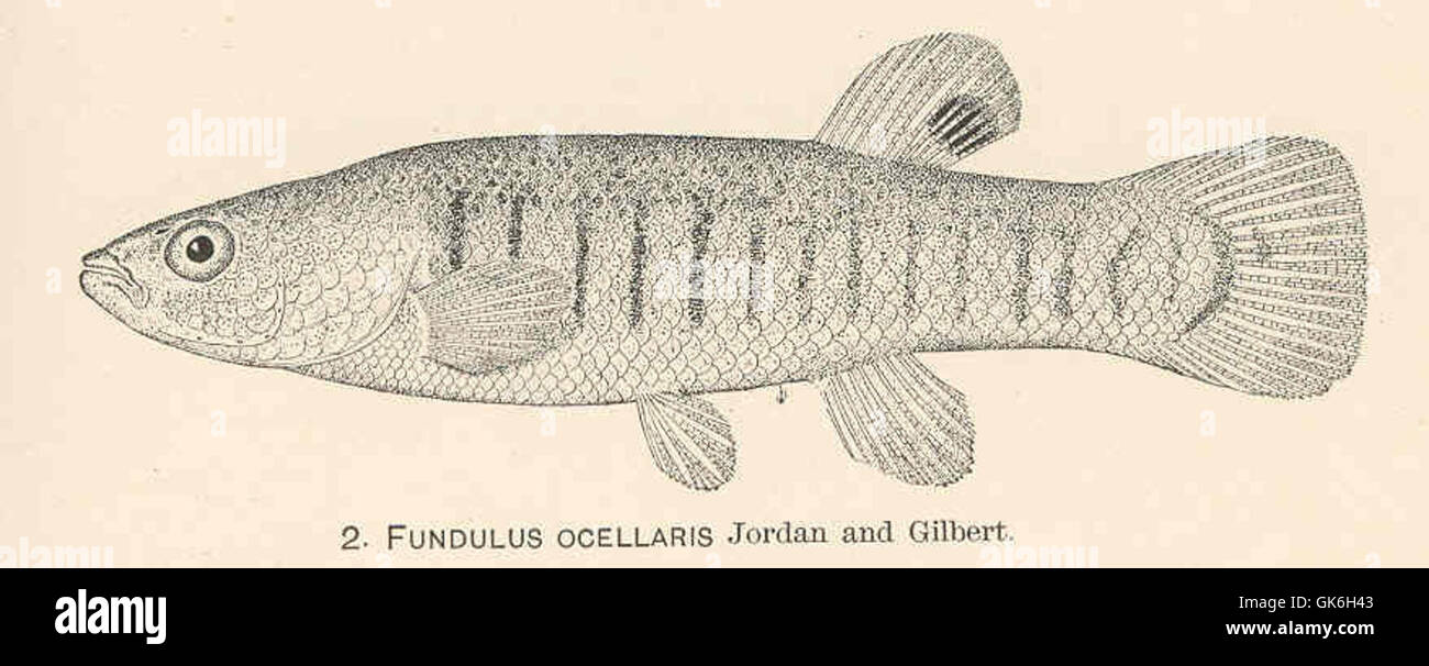 37948 Fundulus ocellaris Jordan and Gilbert Stock Photo