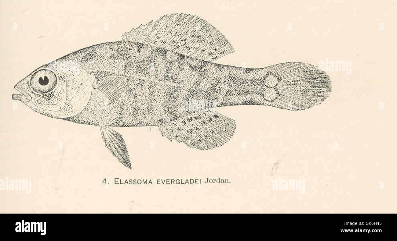Elassoma evergladei, also known as the Everglades pygmy sunfish, is a small freshwater species native to the wetlands of Florida. It inhabits slow-moving waters, including ponds and marshes, where it plays a role in the local aquatic food web. Stock Photo
