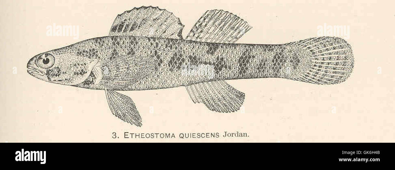 37956 Etheostoma quiescens Jordan Stock Photo