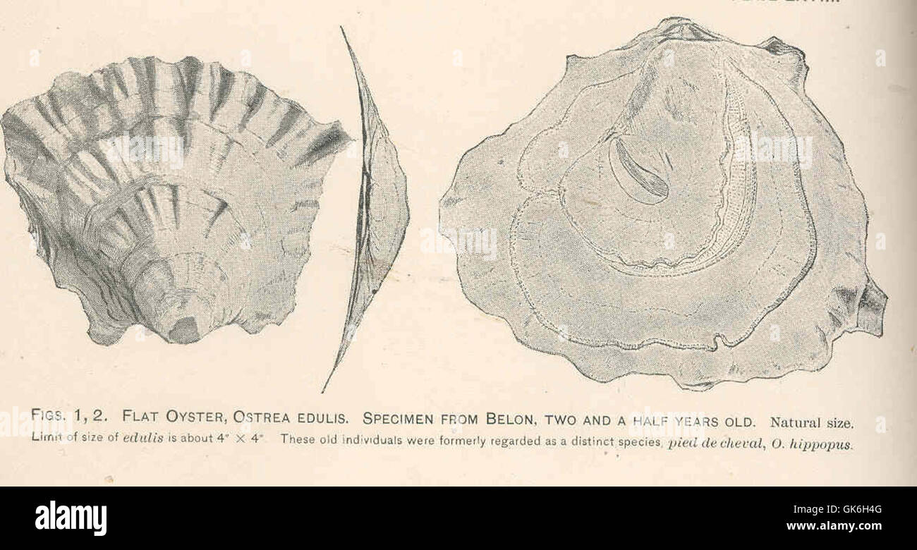 37959 Flat Oyster, Ostrea Edulis Specin from Belon, Two and a Half ...