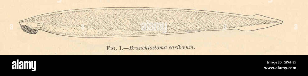 38043 Branchiostoma caribaeum Sundevall West Indian Lancelet Stock Photo