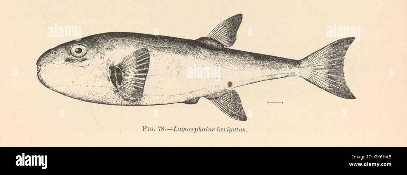 38090 Lagocephalus laevigatus (Linnaeus) Smooth Puffer; 'Tamboril'; 'Conejo' Stock Photo