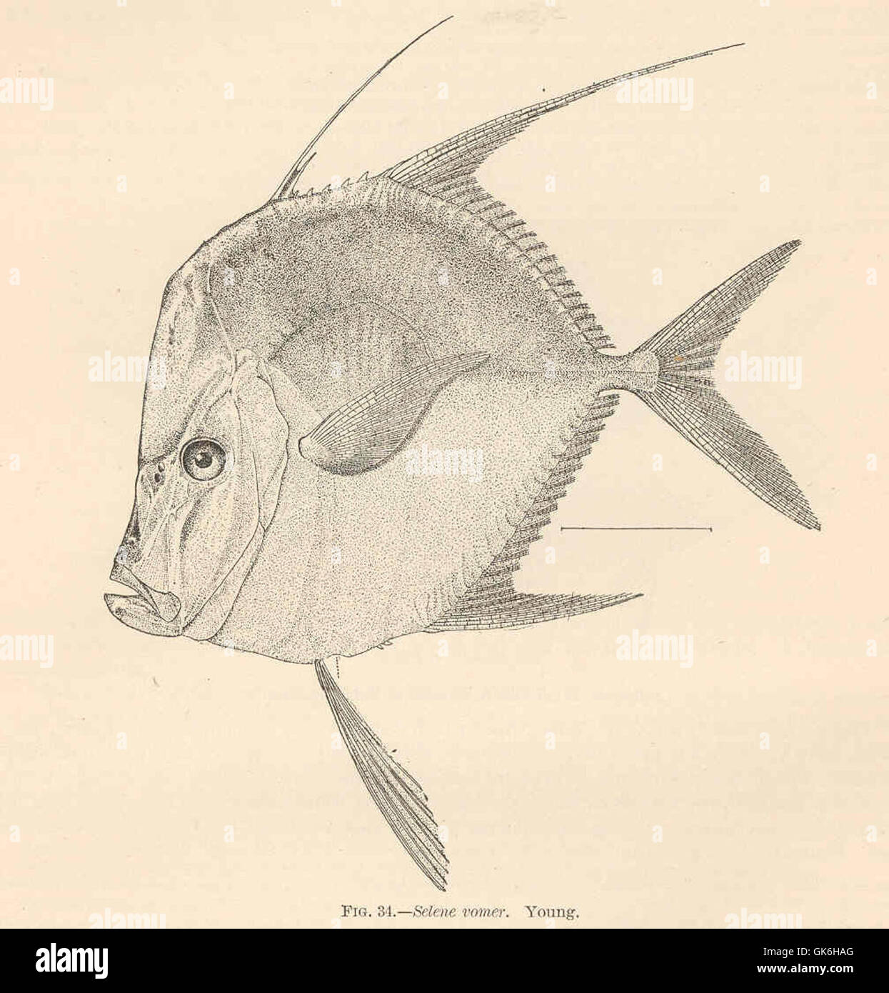 38094 Selene vomer Young Moon-fish; Jorobado; Look-down Stock Photo