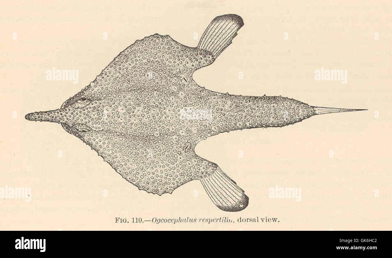 38126 Ogcocephalus vespertilio, dorsal view Stock Photo