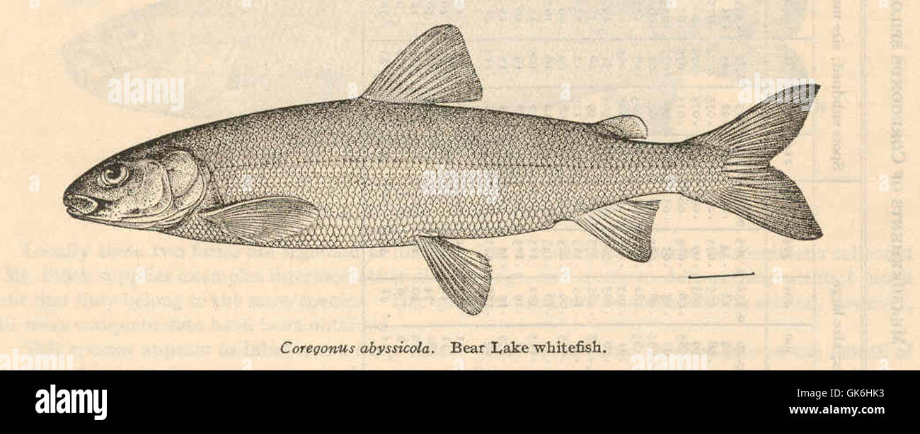 38278 Coregonus abyssicola Bear Lake whitefish Stock Photo
