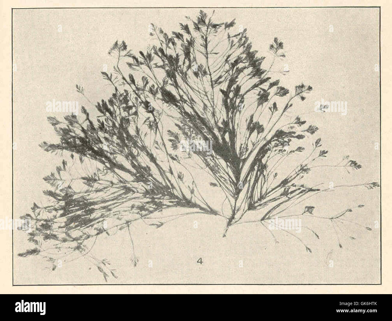 38416 Bryopsis plumosa Stock Photo