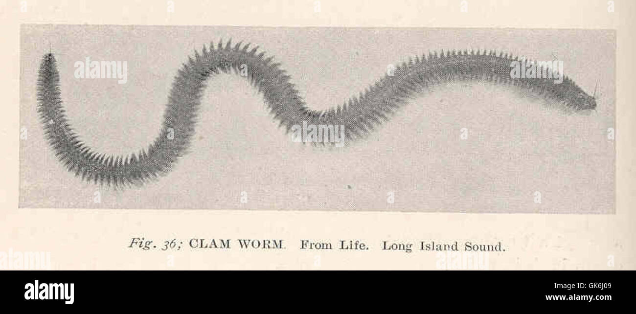 38497 Clam Worm From Life Long Island Sound Stock Photo Alamy