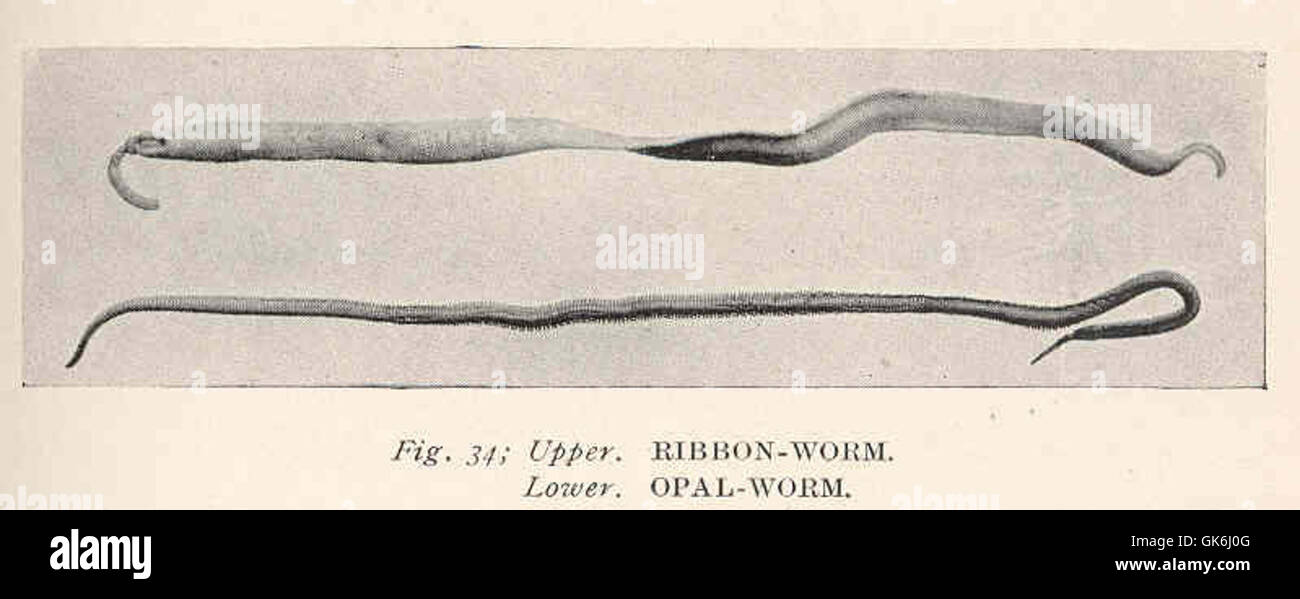 38504 RibbonWorm (Upper); OpalWorm (Lower Stock Photo Alamy