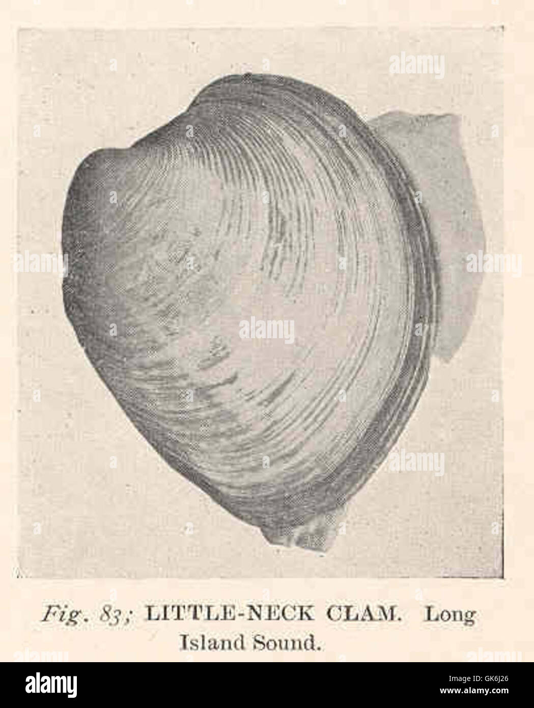 The Little-Neck Clam is a small species of clam found in the sandy bottoms of Long Island Sound. It is prized for its tender meat and is a popular choice in seafood dishes. Stock Photo