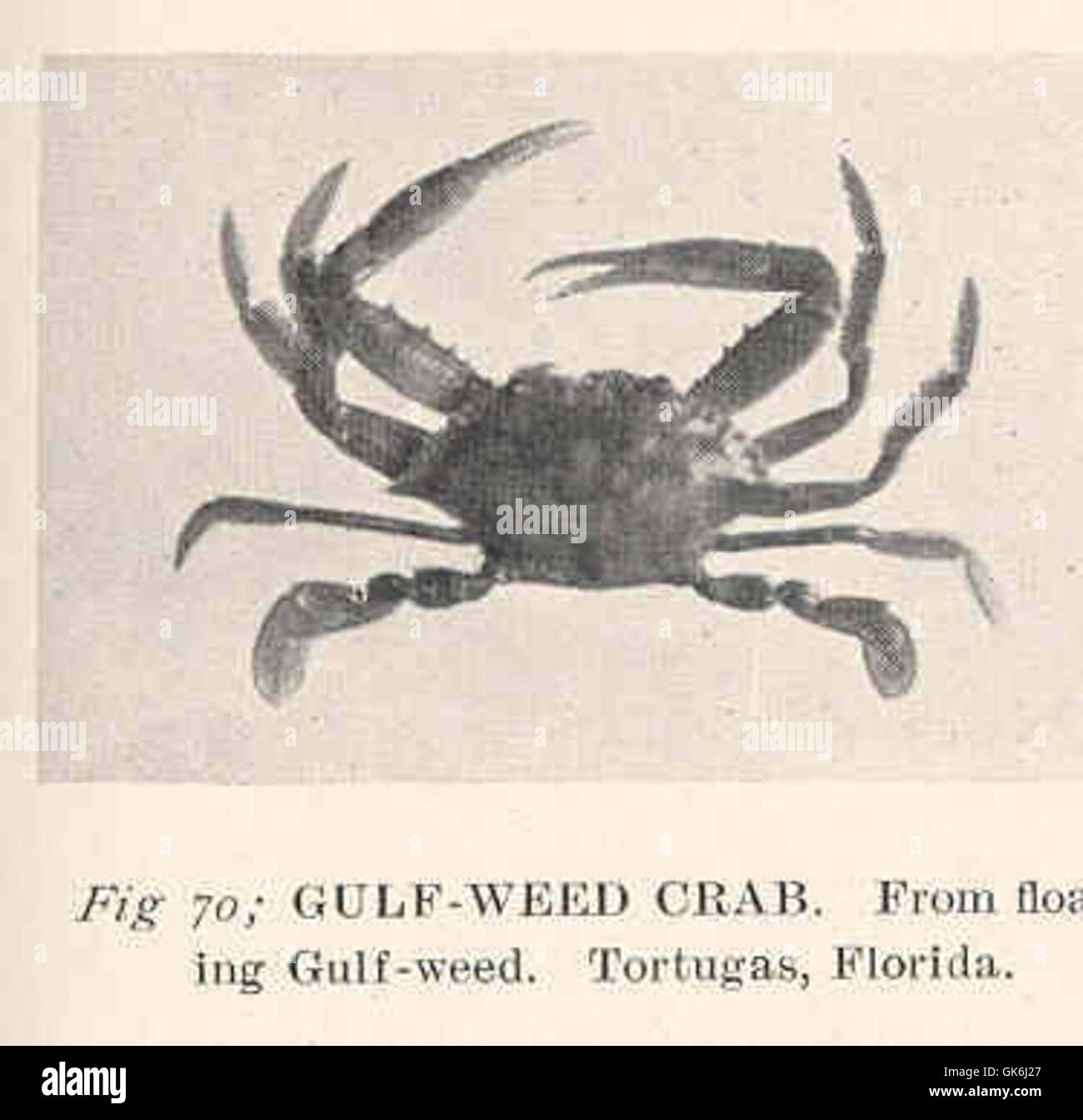 38541 GulfWeed Crab From floating Gulfweed Tortugas, Florida Stock