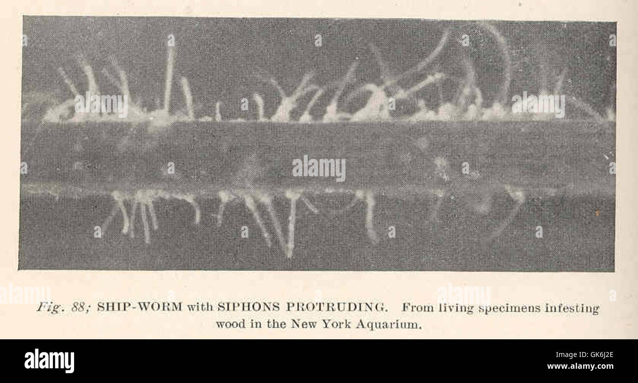 38547 Ship-Worm with Siphons Protruding From living specimens infesting wood in the New York Aquarium Stock Photo