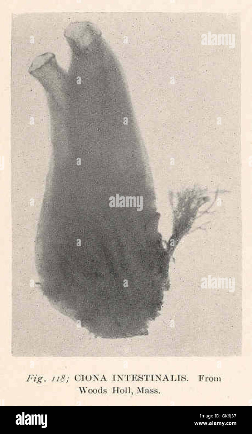 Cioona intestinalis is a species of marine ciliate found in the waters of Woods Hole, Massachusetts. This microscopic organism plays a role in the microbial food web of marine ecosystems. Stock Photo