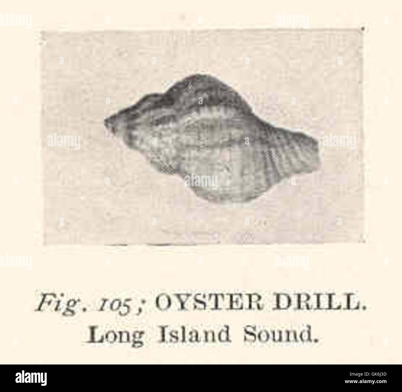 Oyster drill hires stock photography and images Alamy