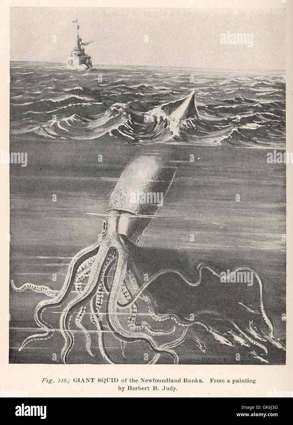38570 Giant Squid of the Newfoundland Banks From a painting by Herbert B Judy Stock Photo