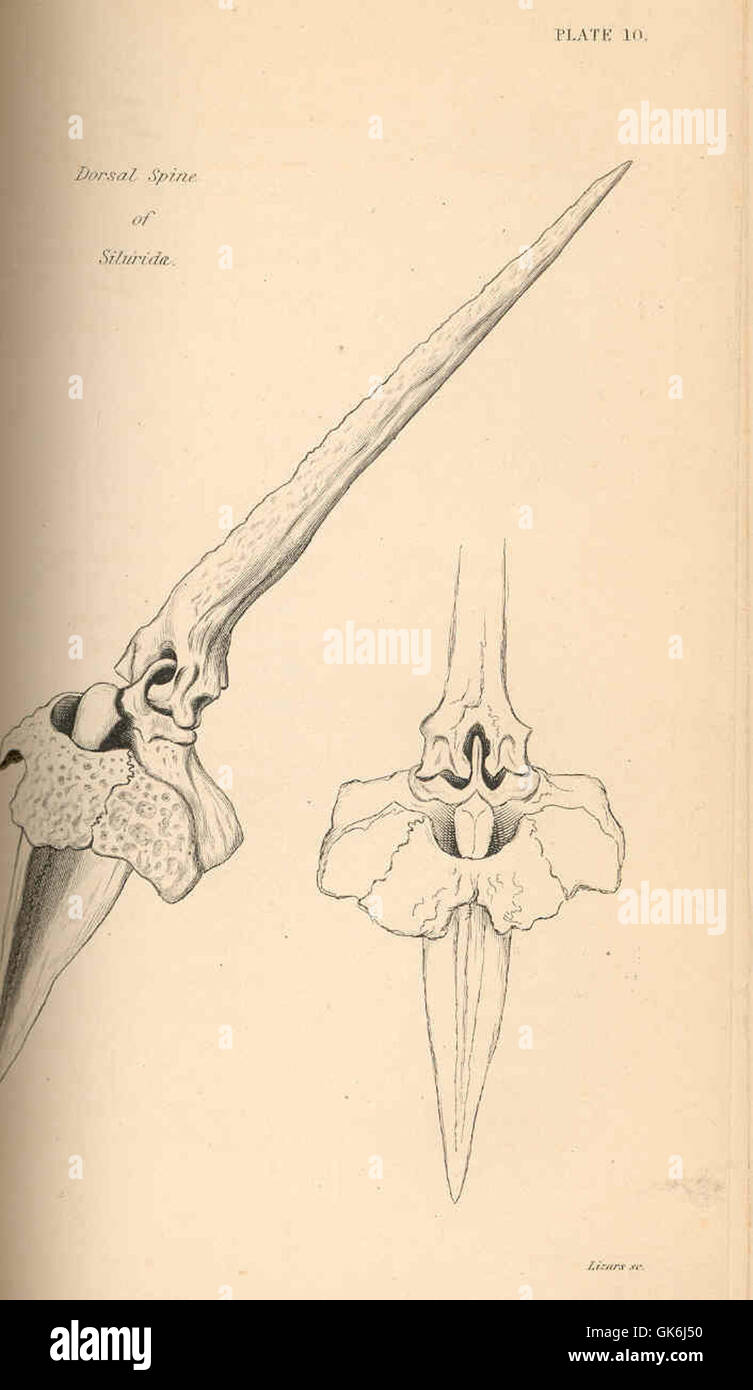 38604 Dorsal Spine of Siluridae Stock Photo