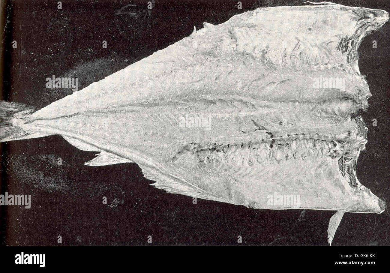 38931 Finnan Haddie Stock Photo Alamy