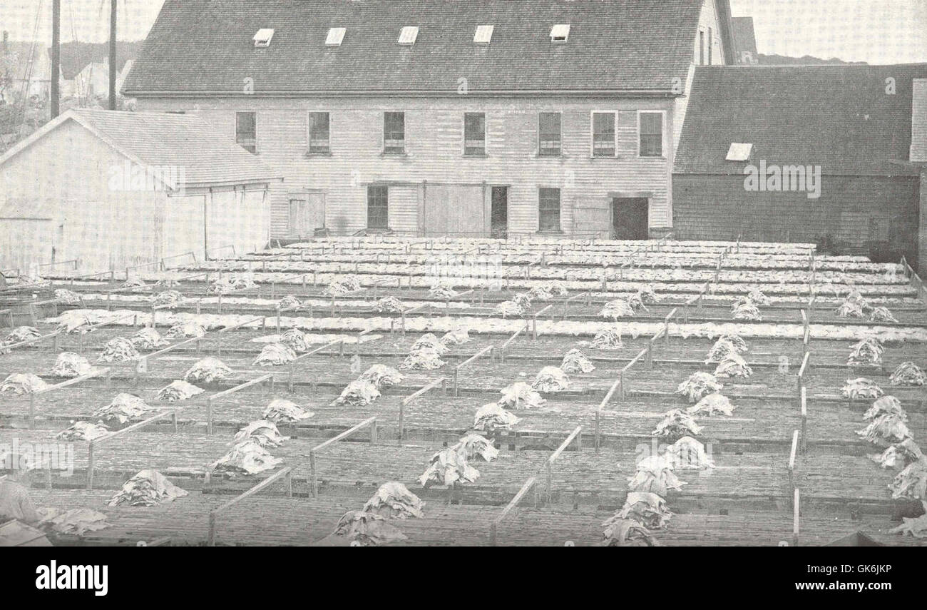Codfish drying in the flake-yard at Gloucester, Massachusetts ...