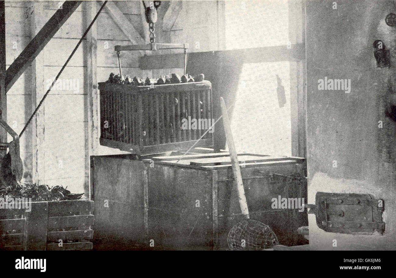 A depiction of the process of boiling live lobsters before shipping ...