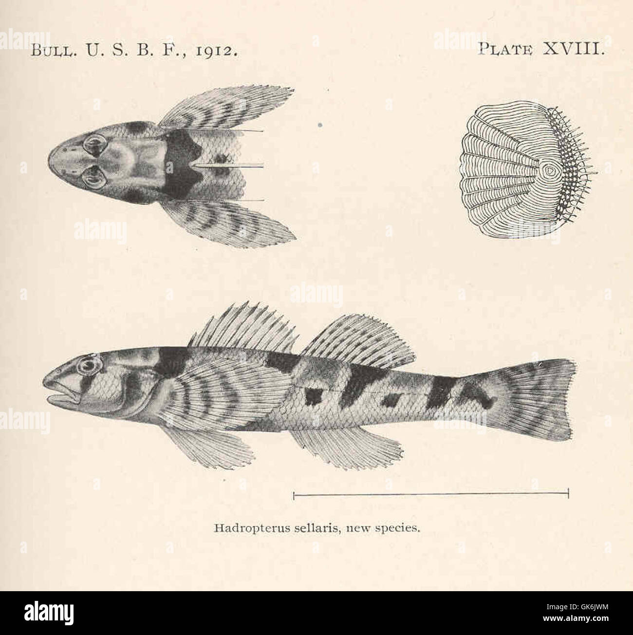 Hadropterus sellaris is a newly discovered species of aquatic insect ...