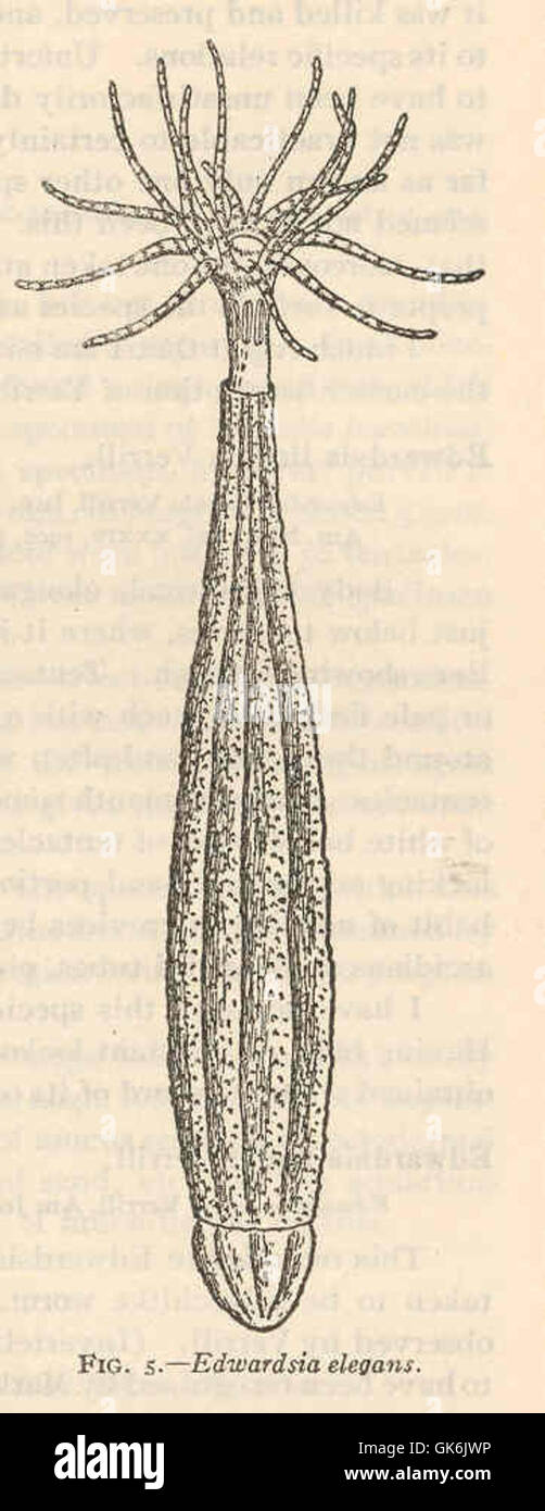 I elegans hi-res stock photography and images - Alamy