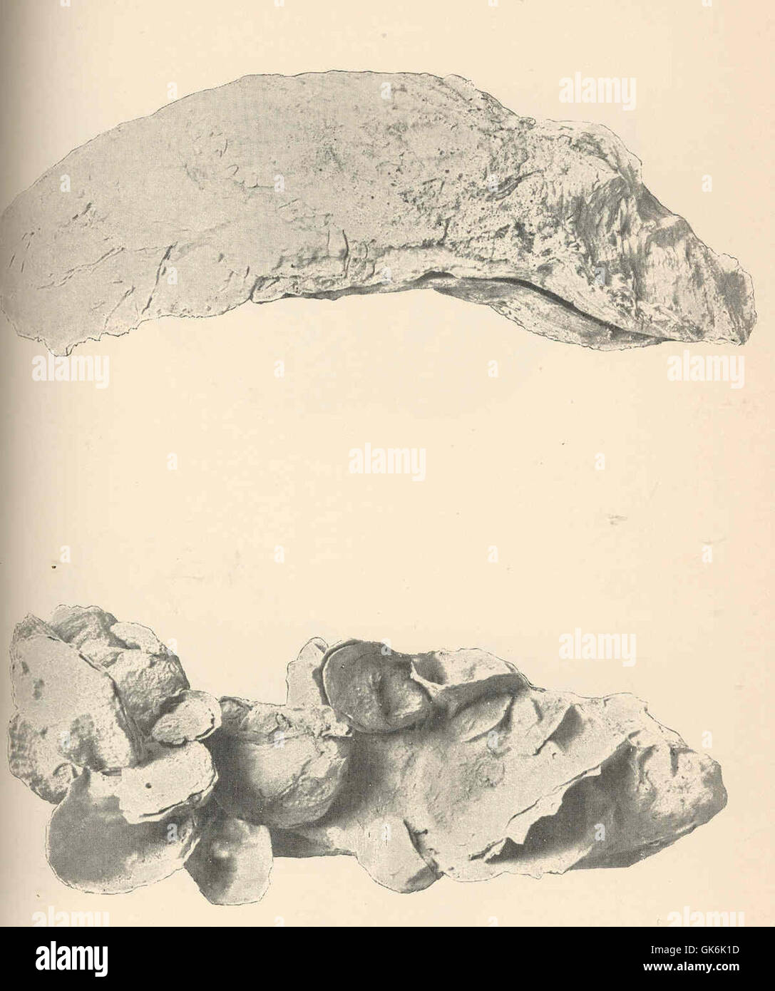 39164 Coon Oyster from Pile Bayou, Little Dauphin Island (Upper Figure