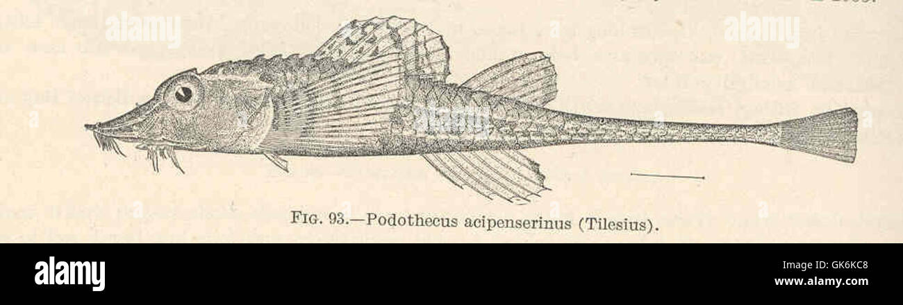 39415 Podothecus acipenserinus (Tilesius) Stock Photo