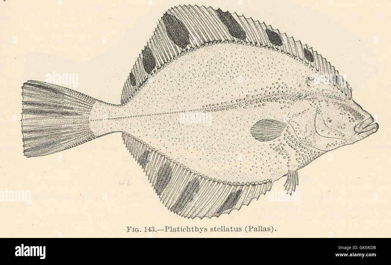 39441 Platichthys stellatus (Pallas Stock Photo Alamy