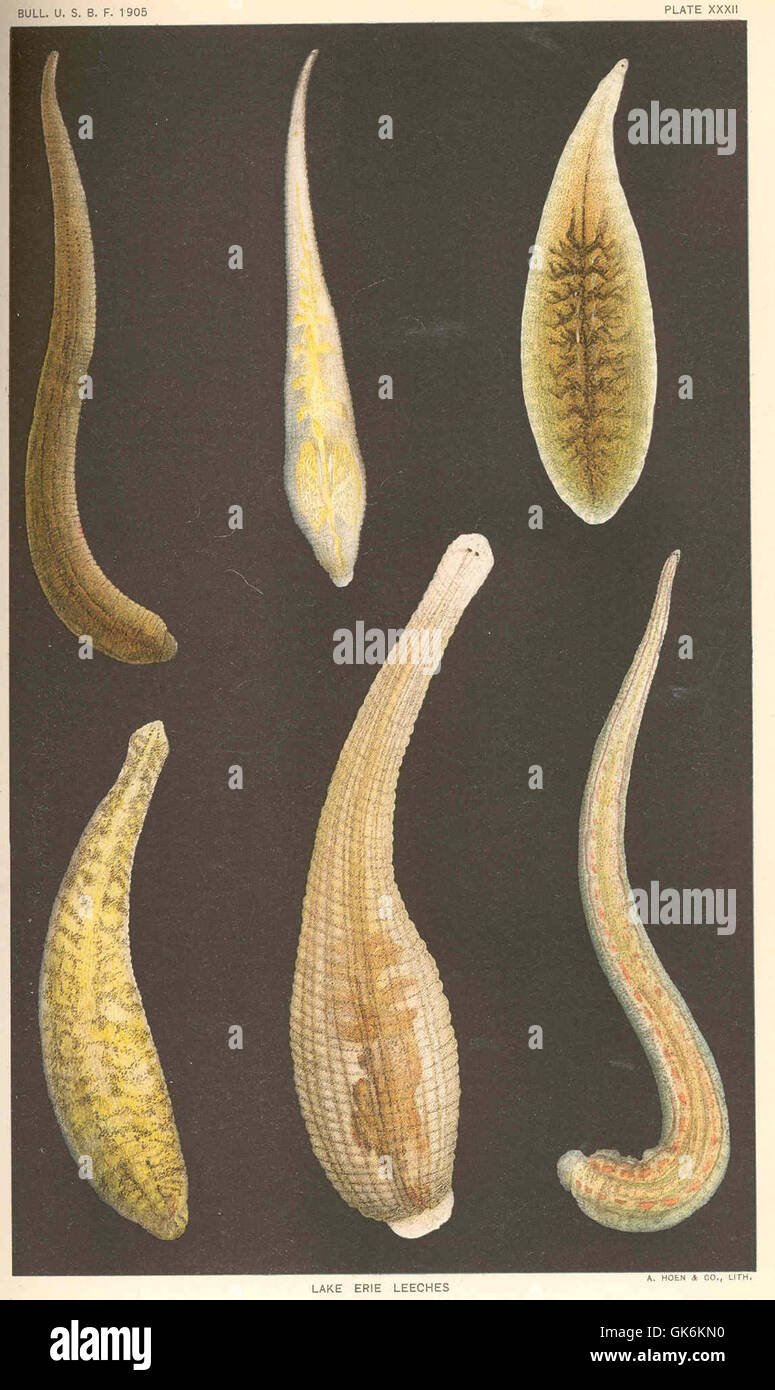 39605 Lake Erie Leeches Stock Photo Alamy