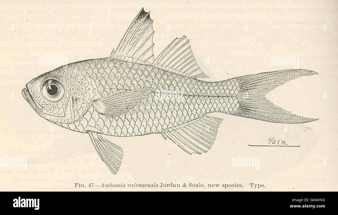 39619 Ambassis vaivasensis Jordan & Seale, new species Type Stock Photo