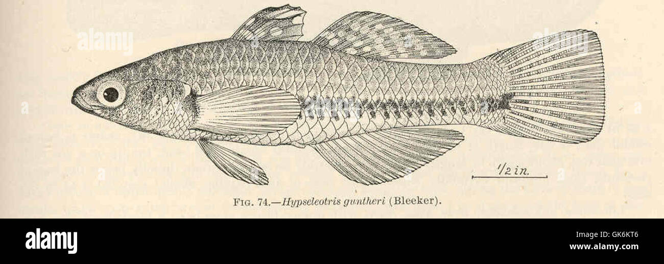 39678 Hypseleotris guntheri (Bleeker) Stock Photo