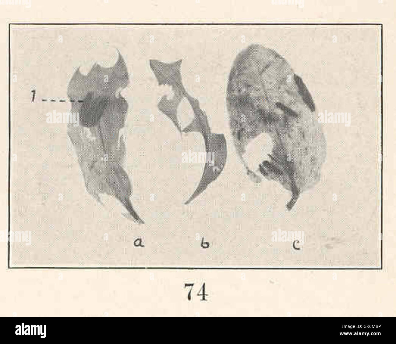 40058 Potamogeton amplifolius; a, b, leaves, showing circular pieces cut away by larva of Nymphula sp (Paraponys) Stock Photo