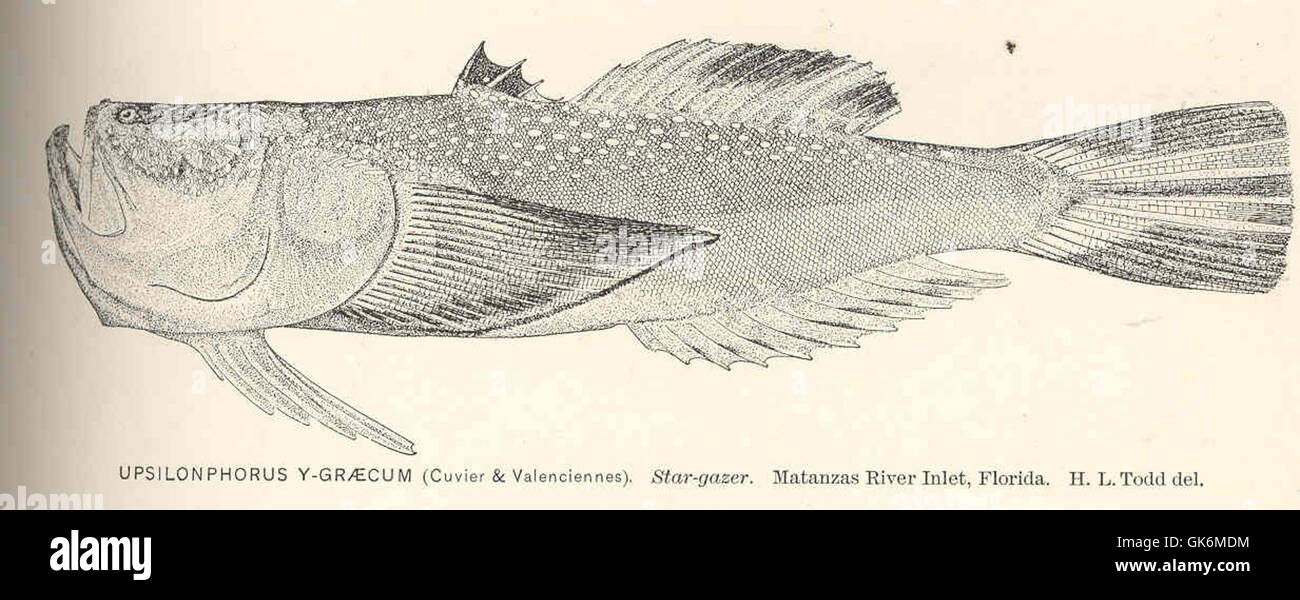 40109 Upsilonphorus y-Graecum (Cuvier & Valenciennes) Star-gazer Matanzas River Inlet, Florida Stock Photo