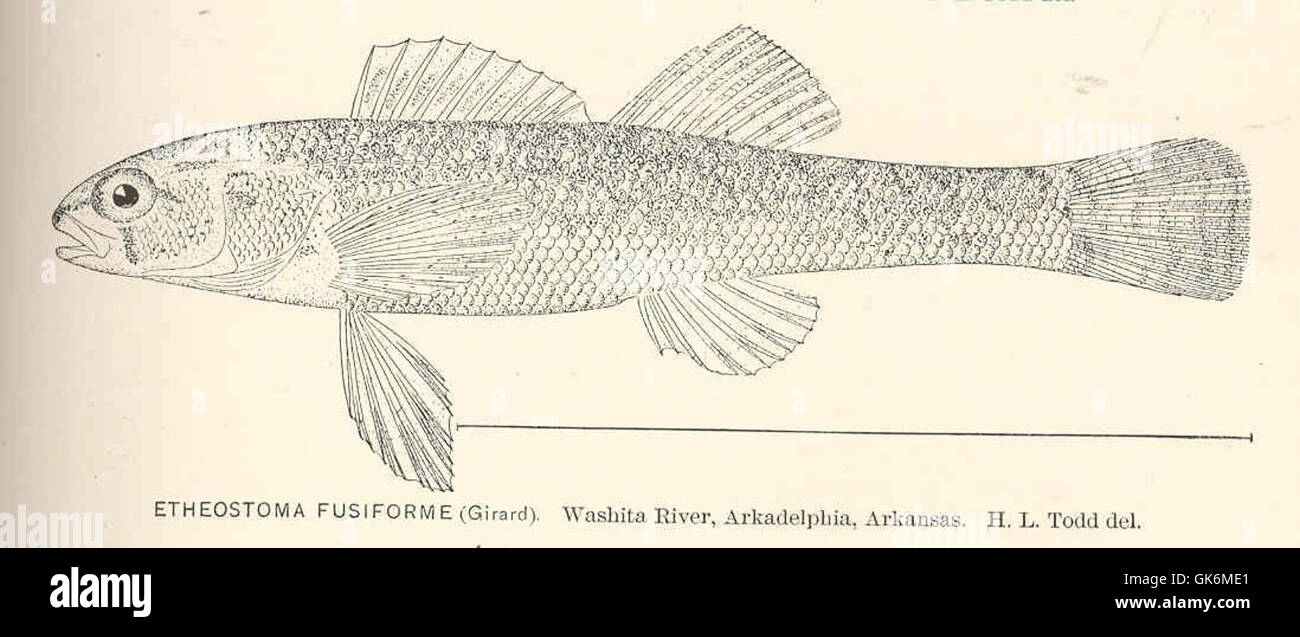 40116 Etheostoma furiforme (Girard) Washita River, Arkadelphia, Arkansas Stock Photo