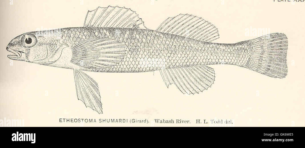 40120 Etheostoma shumardi (Girard) Wabash River Stock Photo