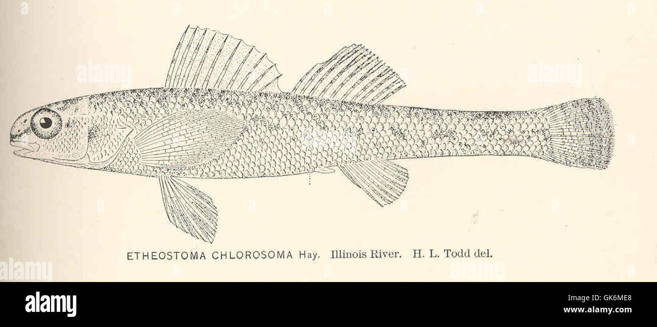 40123 Etheostoma chlorosoma Hay Illinois River Stock Photo