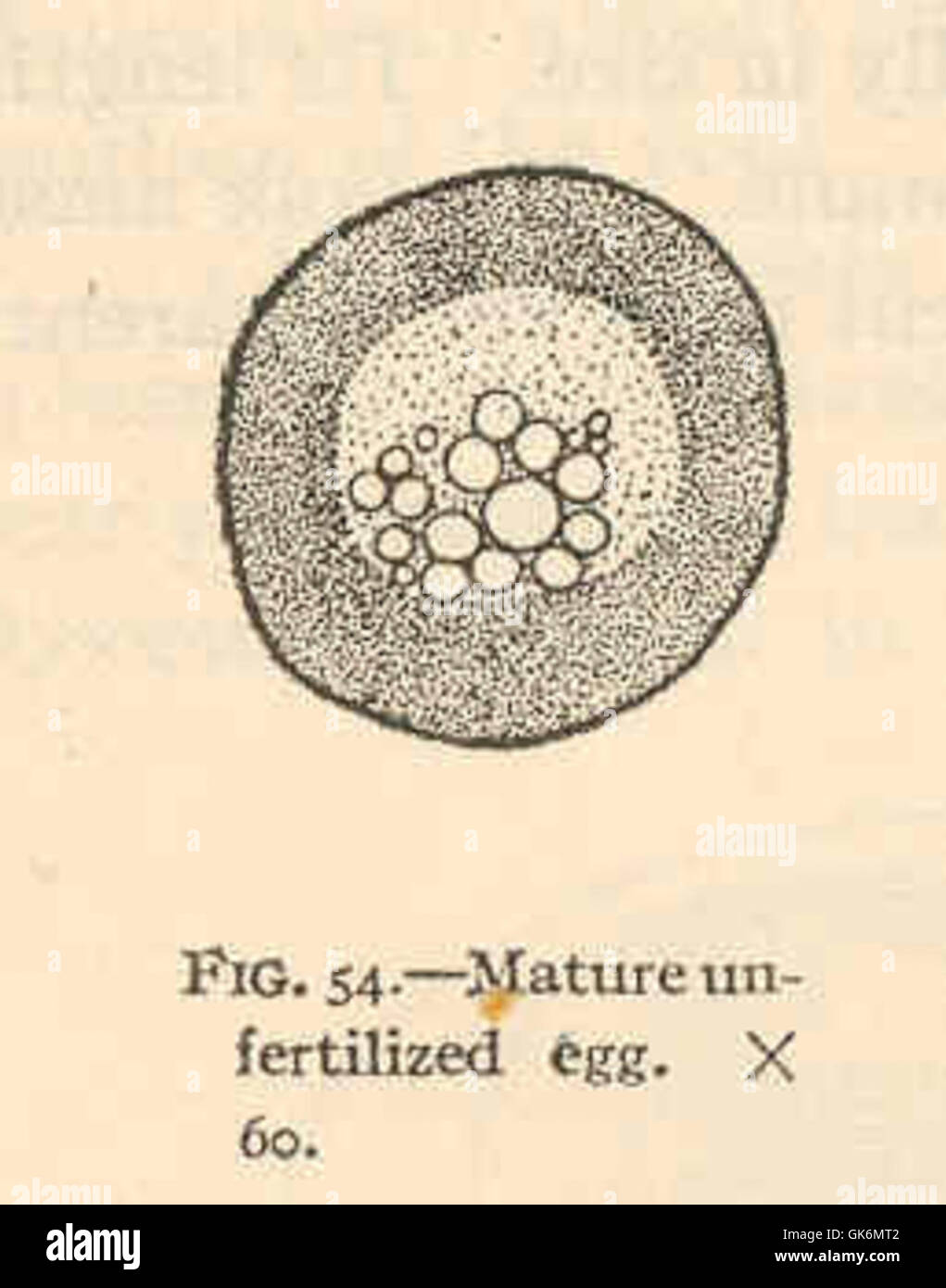 Unfertilized egg hires stock photography and images Alamy