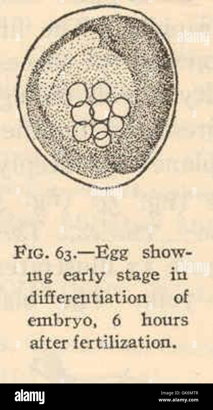 Egg fertilization stages hi-res stock photography and images - Alamy