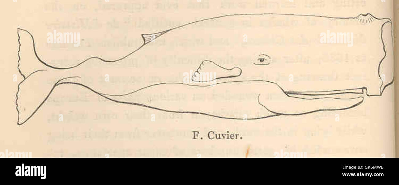 40391 -Sperm whale- - F Cuvier Stock Photo