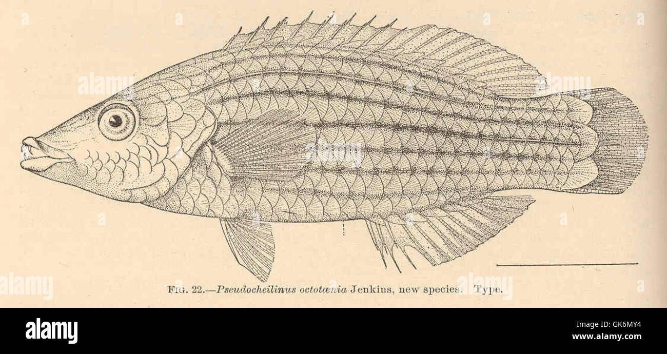 40433 Pseudocheilinus octotaenia Jenkins, new species Type Stock Photo